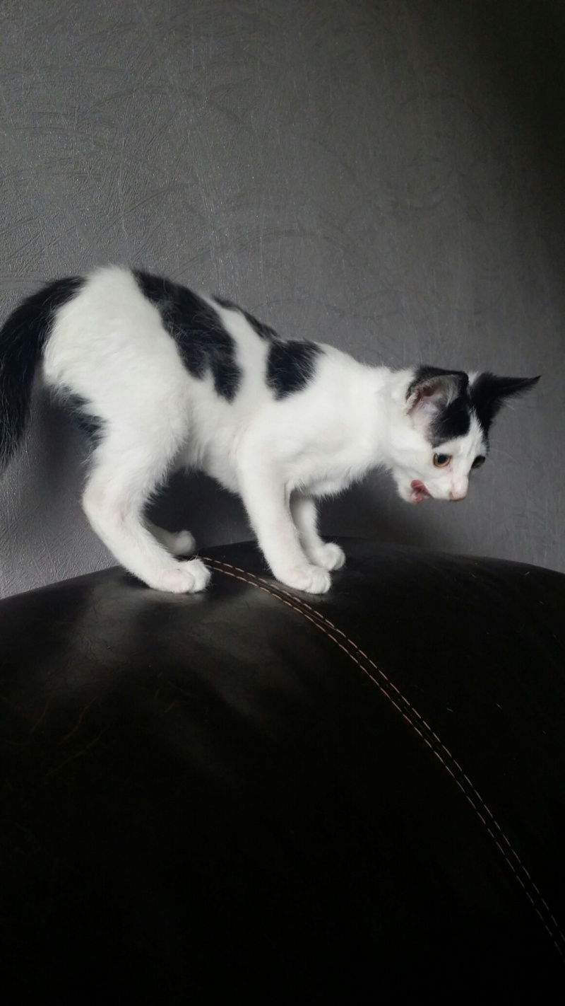 MC, chaton blanc et noir, né le 28/04/2016 20160632