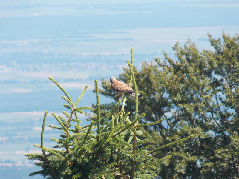 Faucon crecerelle aout 2016 Dscn1412