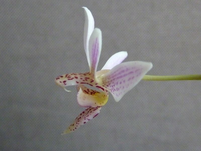 Phalaenopsis mariae x finleyi 2016-010
