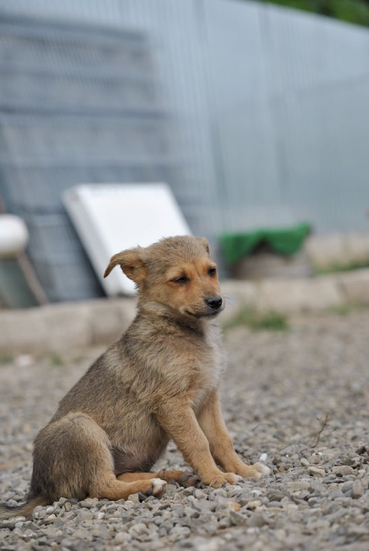 LIMONADE- chiot femelle- née en mai 2016 - adoptée par Nadine (dpt55) Limona11