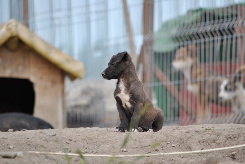 MICROBE - chiot mâle  - ne en juin 2016- REMEMBER ME LAND - Adopté par Bruno et Hélène (depart68) Microb11