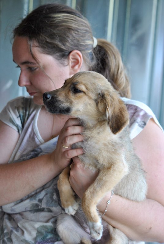 RAJAH, chiot femelle, née en avril 2016 (Pascani)-adoptée par Anna (57) Rajah11