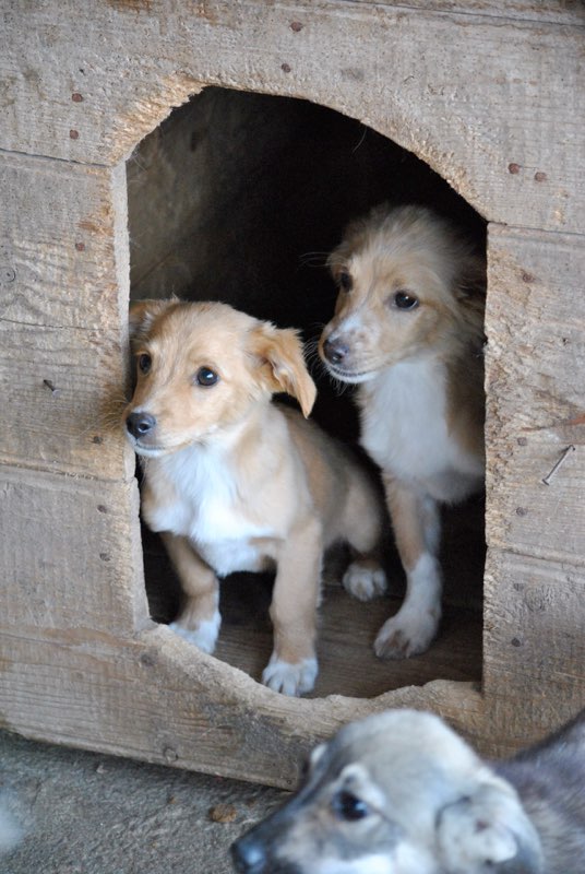 MIEL, chiot mâle,  né en mai/juin 2016 - REMEMBER ME LAND - Adopté par Jacques (Belgique) Rouqii11