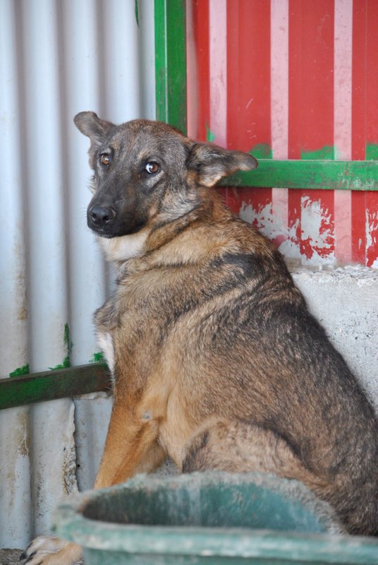 STAR - !! Plus de 3 ans de box !! femelle, croisée malinois, taille moyenne née environ avril 2014 (Pascani)- REMEMBER ME LAND - Adoptée par Jean-Charles (Belgique)  Star10