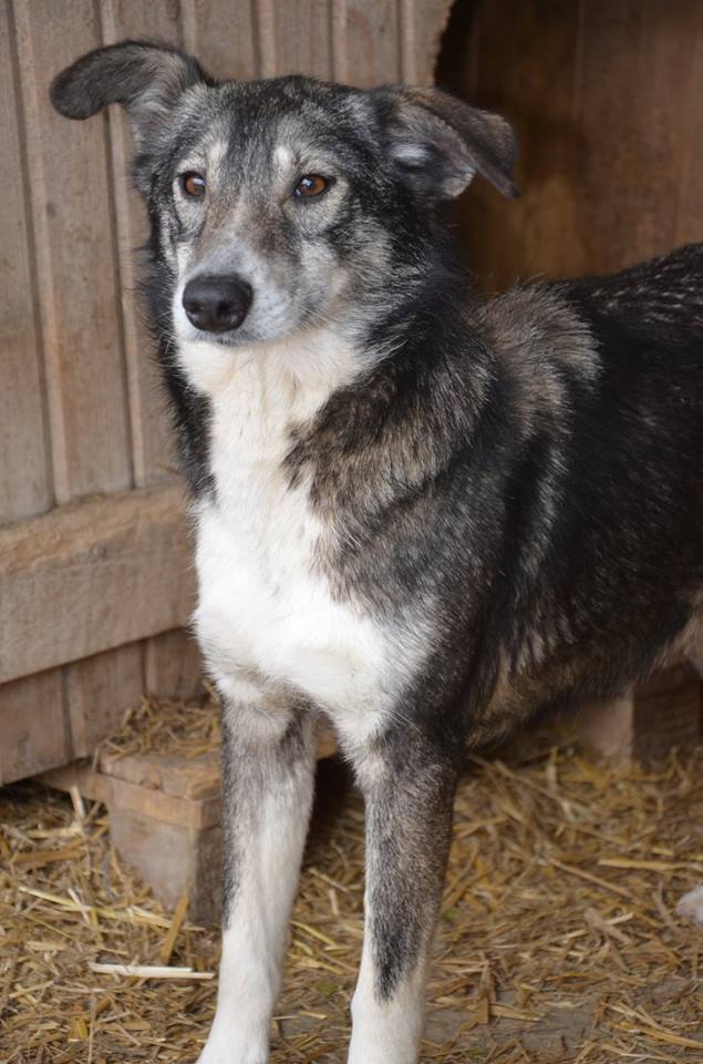 CELESTE (ex NELL), femelle, croisée, née environ en 2010, taille moyenne - chez Anda et Alina - adoptée par Odile (dpt90) Nell410