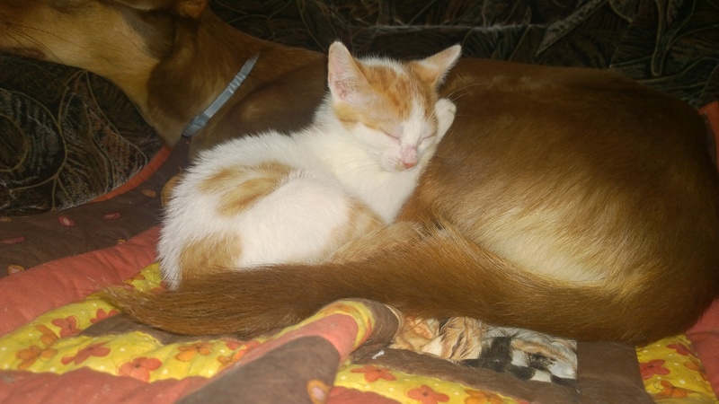MITSY ( ex SATINE), chaton femelle née en mars 2016 - Pascani - adoptée par Abysse (dpt92) - PARTIE REJOINDRE LES ETOILES le 3 juillet 2017 .... Wp_20150