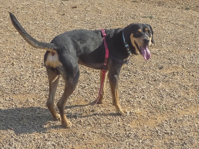 Titus mâle croisé beauceron né en 2017 1-4-110