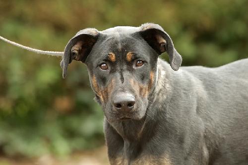 NICKY femelle beauceron né en 2017 abandonnée par manque de temps à lui consacrer 15464910