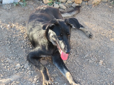 Gaspard mâle croisé beauceron né en 2017 2-4910