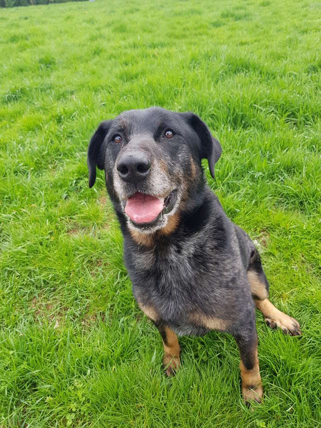 GOLIATH mâle beauceron arlequin  né en 2011 arrivé au refuge suite au décès de son ancien propriétaire 20180410