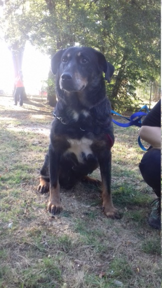 Ella femelle typée beauceron 2007 20181018