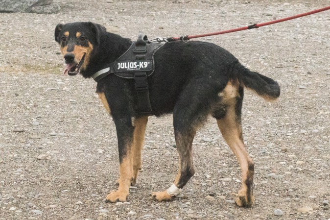 JO, croisé beauceron né en 2014 2f5a3617