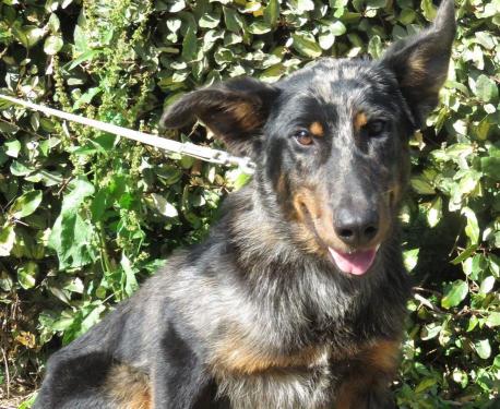 YOUZOU beau beauceron arlequin mâle né en juin 2017 37874411