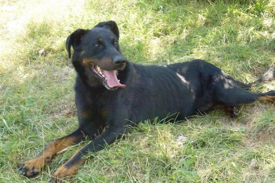 LOKI mâle beauceron né en 2015 38290210