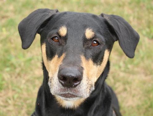 JAZZ mâle croisé beauceron né en 2014, un chien adorable 38631111