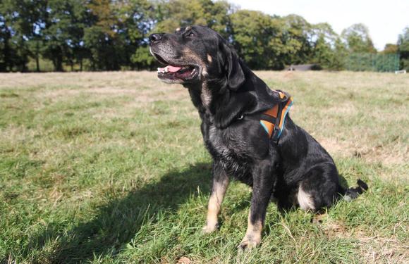 GRIBOUILLE mâle croisé beauceron né en 2010 39139618