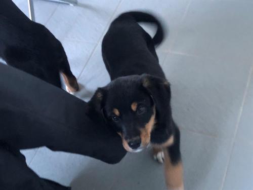 ROSIE petite femelle croisée beauceronne née en octobre 2018 40128313