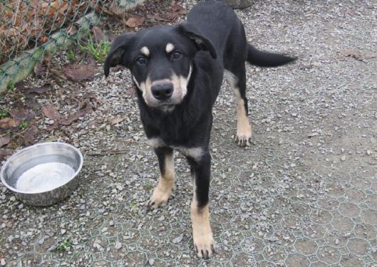 ONYX chiot mâle croisé  beauceron né en sept 2018.  40216013