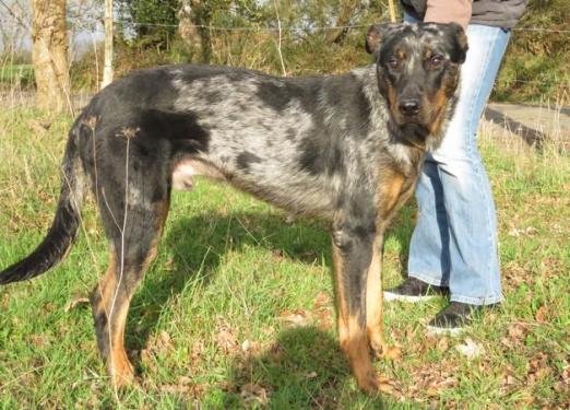 NEYKO beauceron arlequin né en 2017 40404211