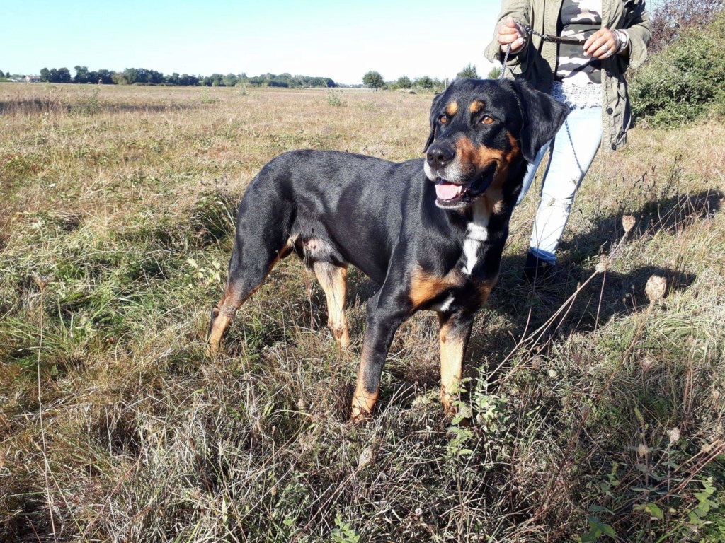 LOULOU  mâle croisé beauceron né en 2017 qui n'aime pas retourner en box après la balade 44061610