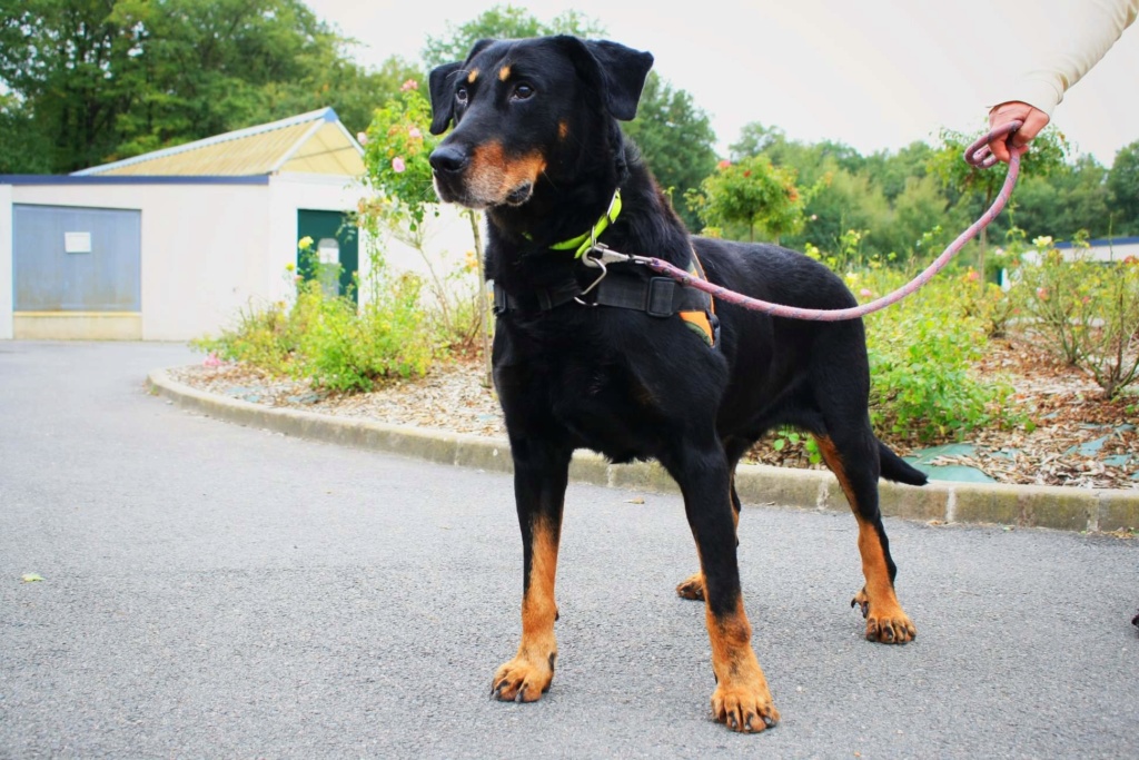 CARLOS mâle beauceron né en 2007 qui ne doit pas finir sa vie au refuge 44560310