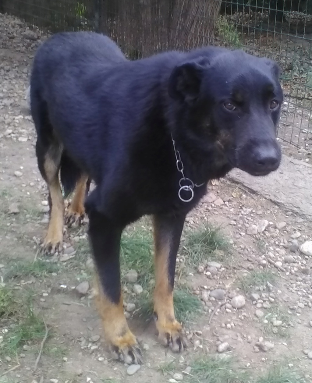 ISAAC magnifique mâle beauceron en 2016 5b8aba10