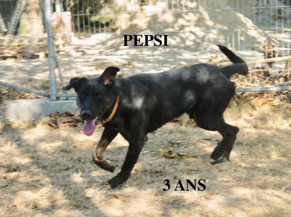 PEPSI mâle croisé beauceron né en 2015 5bc5df10