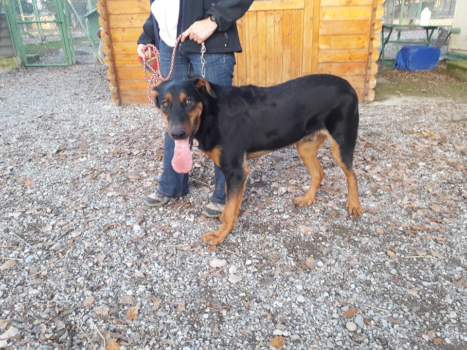 OSLO mâle  beauceron né en 2018  5bed7011