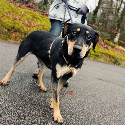 LILOO femelle croisée beauceron née en février 2018 5c542510