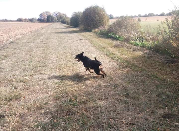 NAYA femelle beauceron arlequin de 18 mois de retour à l'adoption Fb_im102