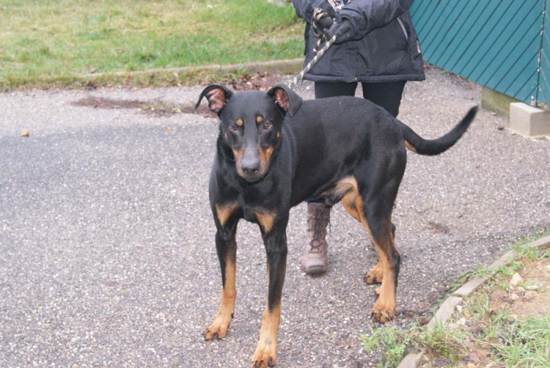 HEPSON mâle beauceron 2012 Hepson10