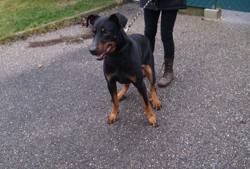 HEPSON mâle beauceron 2012 Hepson11