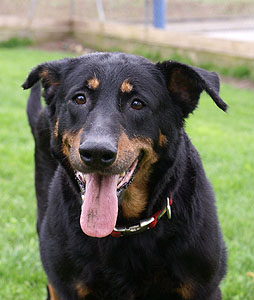 LOLA femelle beauceronne ( adoptée) et WOLT mâle beauceron nés en 2009 Lola-110