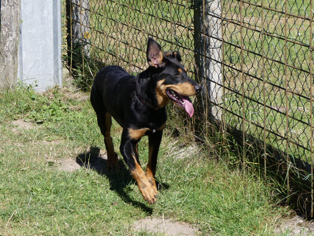 Nelly jolie croisée beauceronne née en 2017 Nelly111