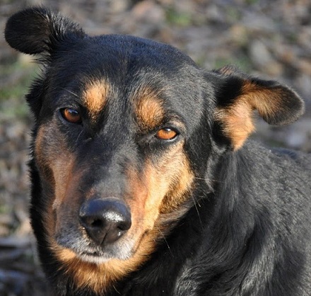  NORA jolie croisée beauceronne née en 2013 (Estimation) Nora-s10