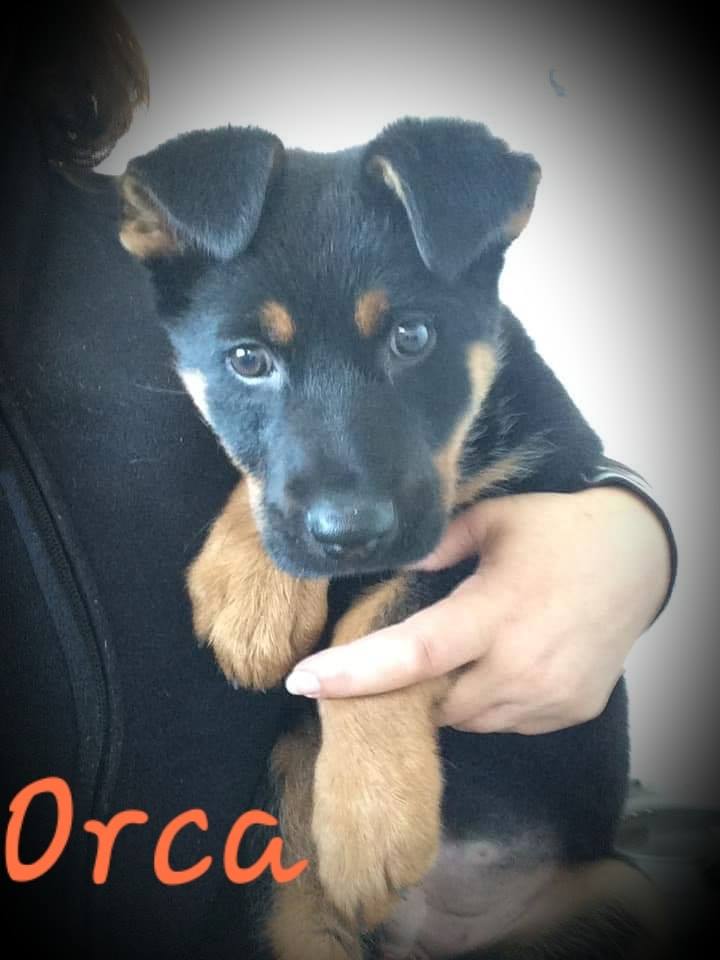 ORCA petite femelle croisée beauceron-Berger allemand, âge estimé 4 mois Orca-110