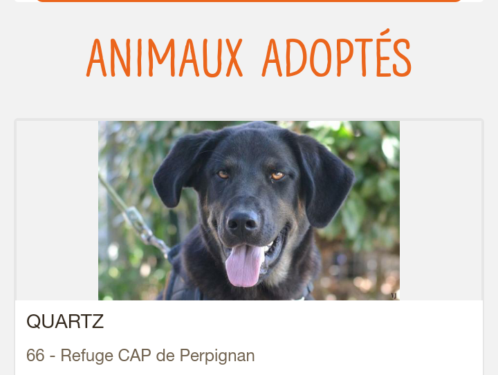 QUARTZ beau jeune mâle beauceron né en 2017 Scree101