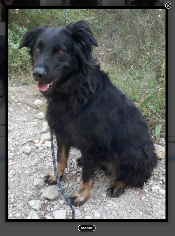 SHADOW mâle croisé beauceron né en 2015 Scree105