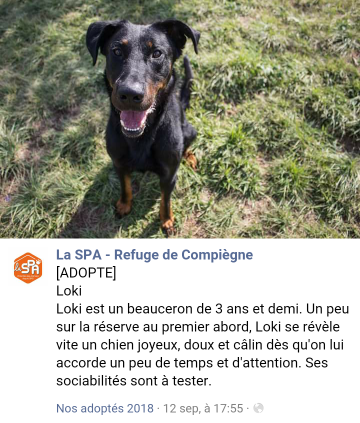 LOKI mâle beauceron né en 2015 Scree130