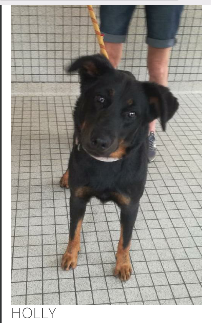 HOLLY femelle beauceronne née en 2016 Scree145