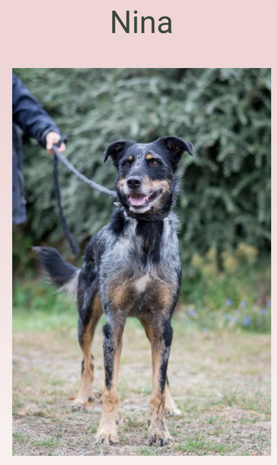 NINA jolie croisée beauceron arlequin née en 2015 Scree147