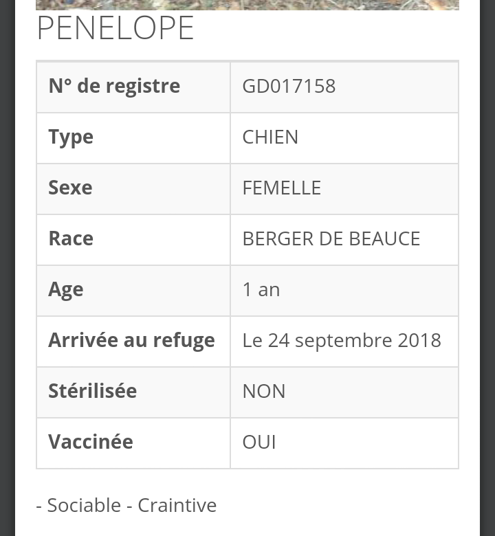 PENELOPE femelle beauceronne née en 2017  Scree181