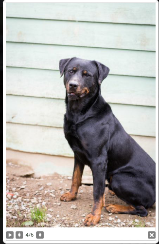 JAZZ, beauceron né en 2011 Scree252