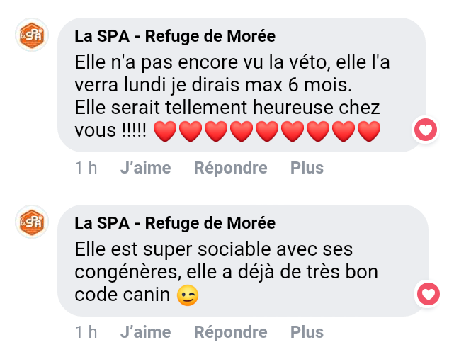 UDAYA chiot femelle beauceron âge estimé 6 mois (en attente confirmation vétérinaire) Scree304