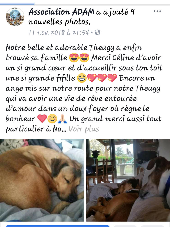 Cherche Famille d’Accueil ou adoptants pour Theugy croisée beauceronne de 3 ans OK chats chiens enfants.  Scree333