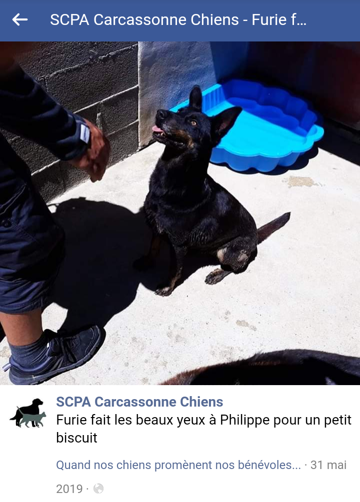 FURIE jolie croisée beauceronne mais très typé, née en 2015 Scree405