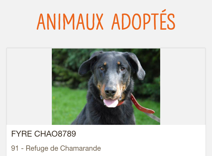  Fyre beauceronne née en 2014 Screen77