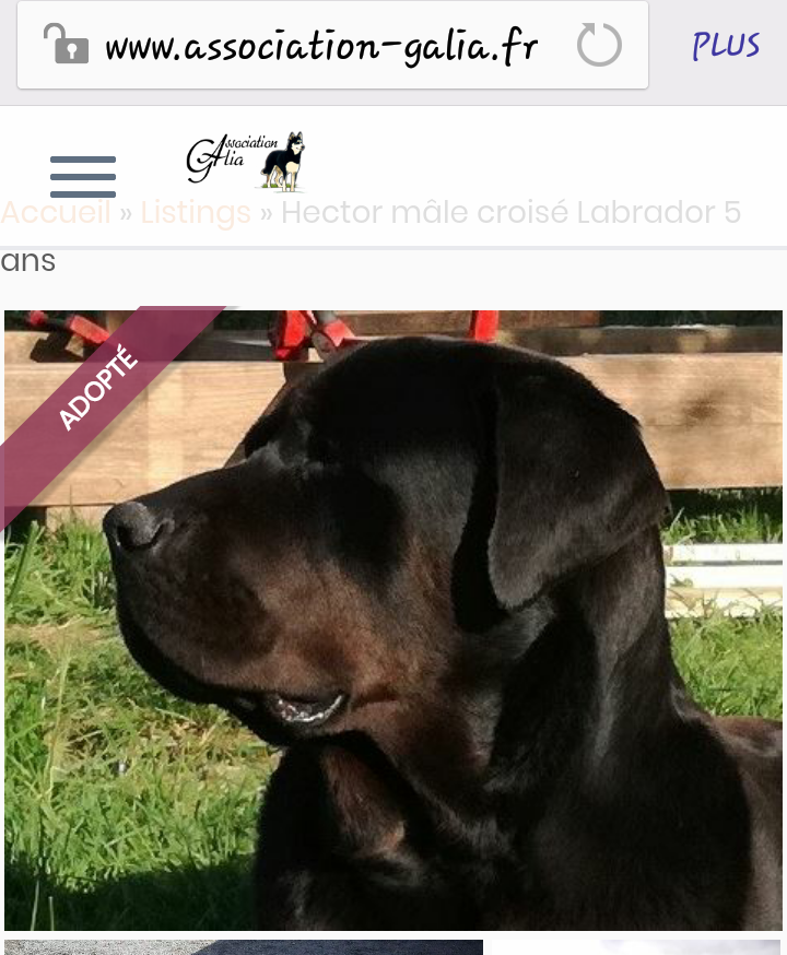 HECTOR, adorable croisé beauceron-labrador de 2012 Screen88