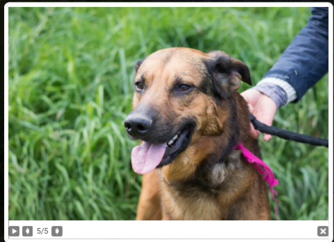 Sherkan Croise Malinois Beauceron Ne En 13