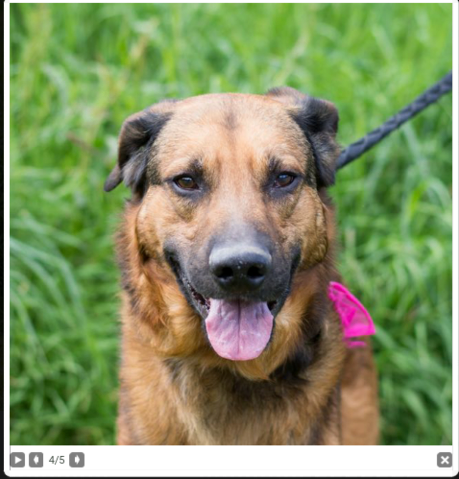 Sherkan Croise Malinois Beauceron Ne En 13 Sherkan Croise Malinois Beauceron Ne En 13